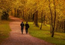 How To Keep Trees Healthy On Your Property