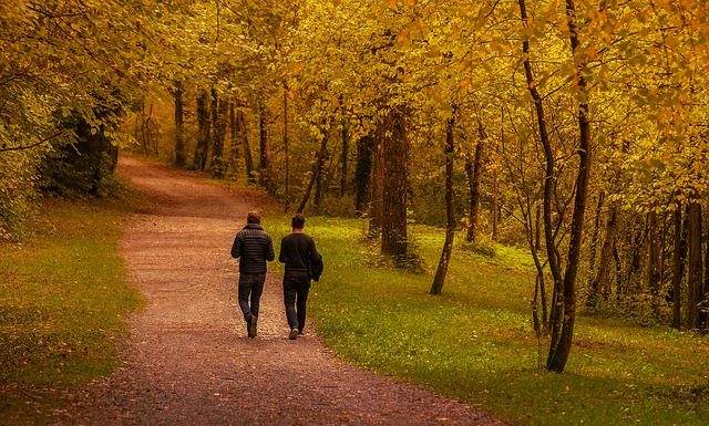 How To Keep Trees Healthy On Your Property